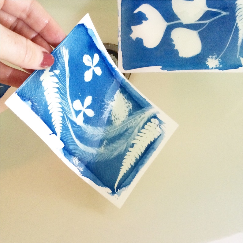 May include: Two cyanotype prints, one with a fern and two flowers, the other with a flower and a leaf. The prints are on white paper and are wet.
