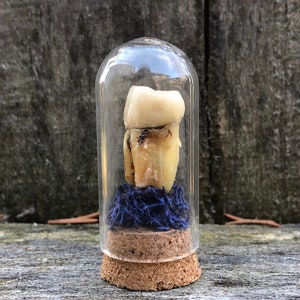 Gnarly Blue Moss Human Tooth Dome Free Shipping