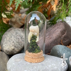 Human Tooth Dome FREE SHIPPING