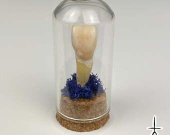 Human Tooth Central Incisor Bell Jar Oddity