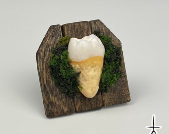 Handmade Oddity Human Tooth Frame