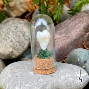 Pearly White Human Tooth Dome Free Shipping
