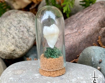 Pearly White Human Tooth Bell Jar Oddity