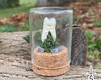XL Human Tooth Molar in Glass Bell Jar with Precious Stones Oddity