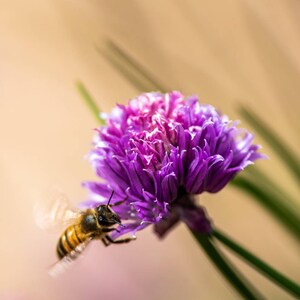 Honey Bee And Chive Flower Photo Print