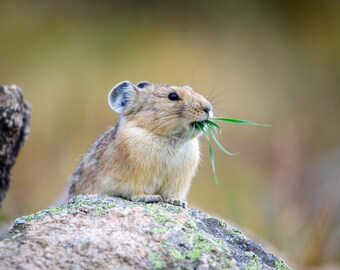 Pika Wildlife Photo Print