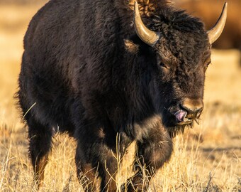 Bison, Rocky Mountain Arsenal, Colorado, Wildlife Photo Print