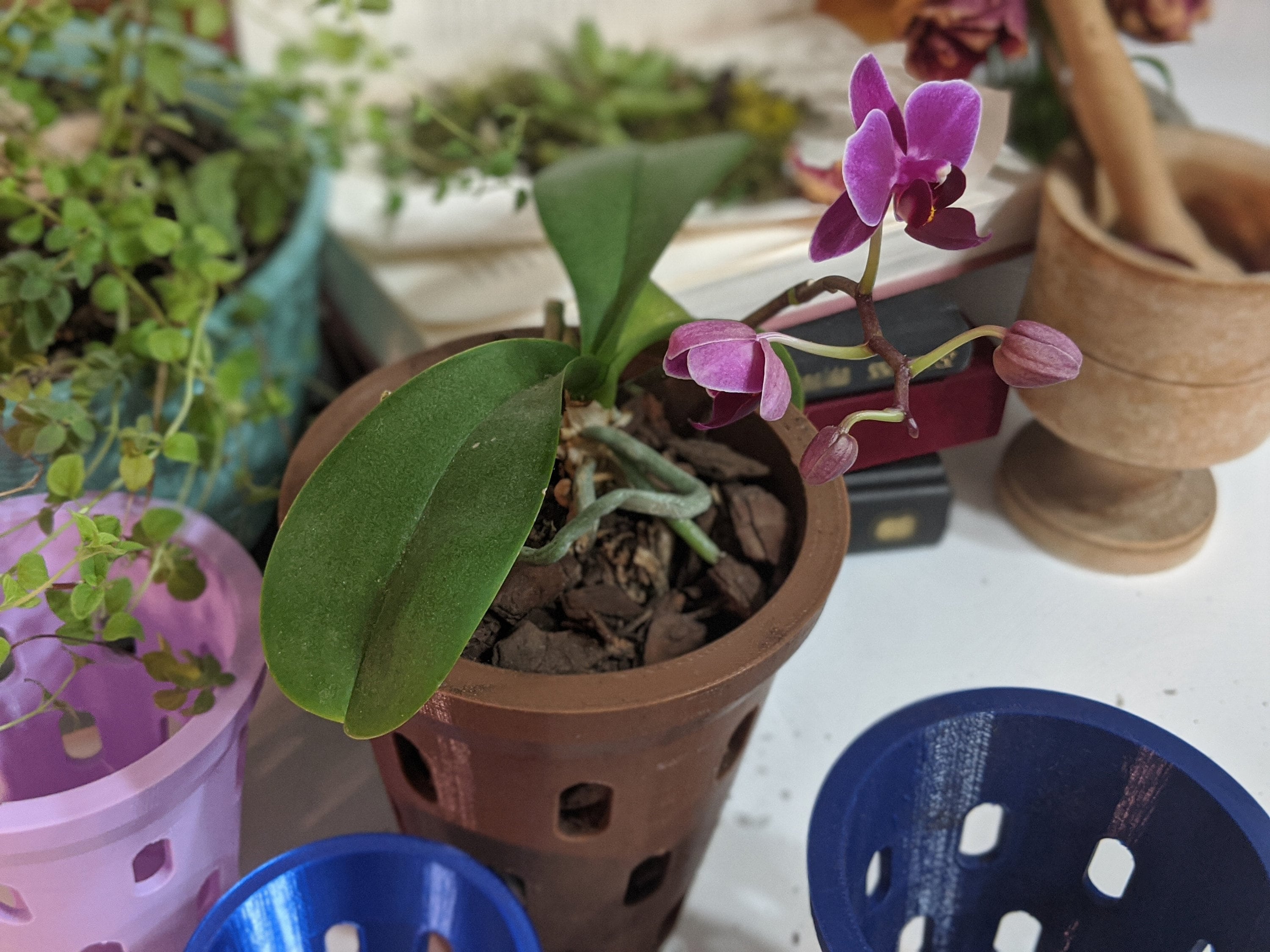 Orchid Pot With Holes Pot Liner for Orchids Air Pot Etsy Canada