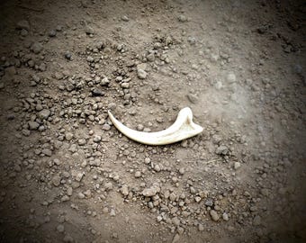Jurassic Era Raptor Claw Replica – 3D Printed Fossil Prop for Collectors, Cosplay, and Display