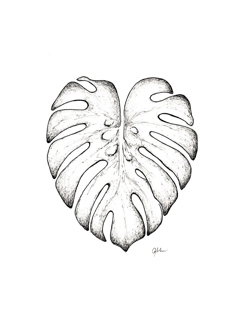 Monstera leaf drawing tropical plant illustration leaf | Etsy