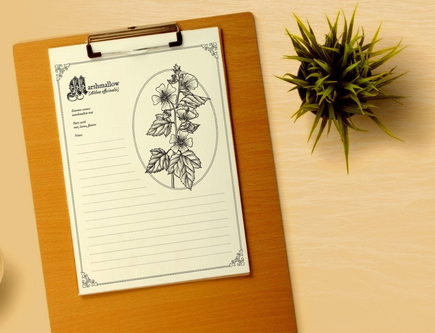 Herbalist note pages Illustrated materia medica Medicinal Etsy