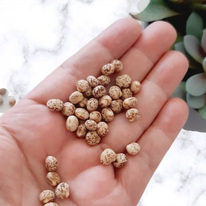 May include: A handful of small, round, beige seeds with brown speckles. The seeds are scattered on a hand.