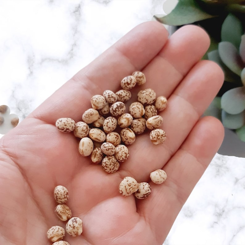 May include: A handful of small, round, beige seeds with brown speckles. The seeds are scattered on a hand.