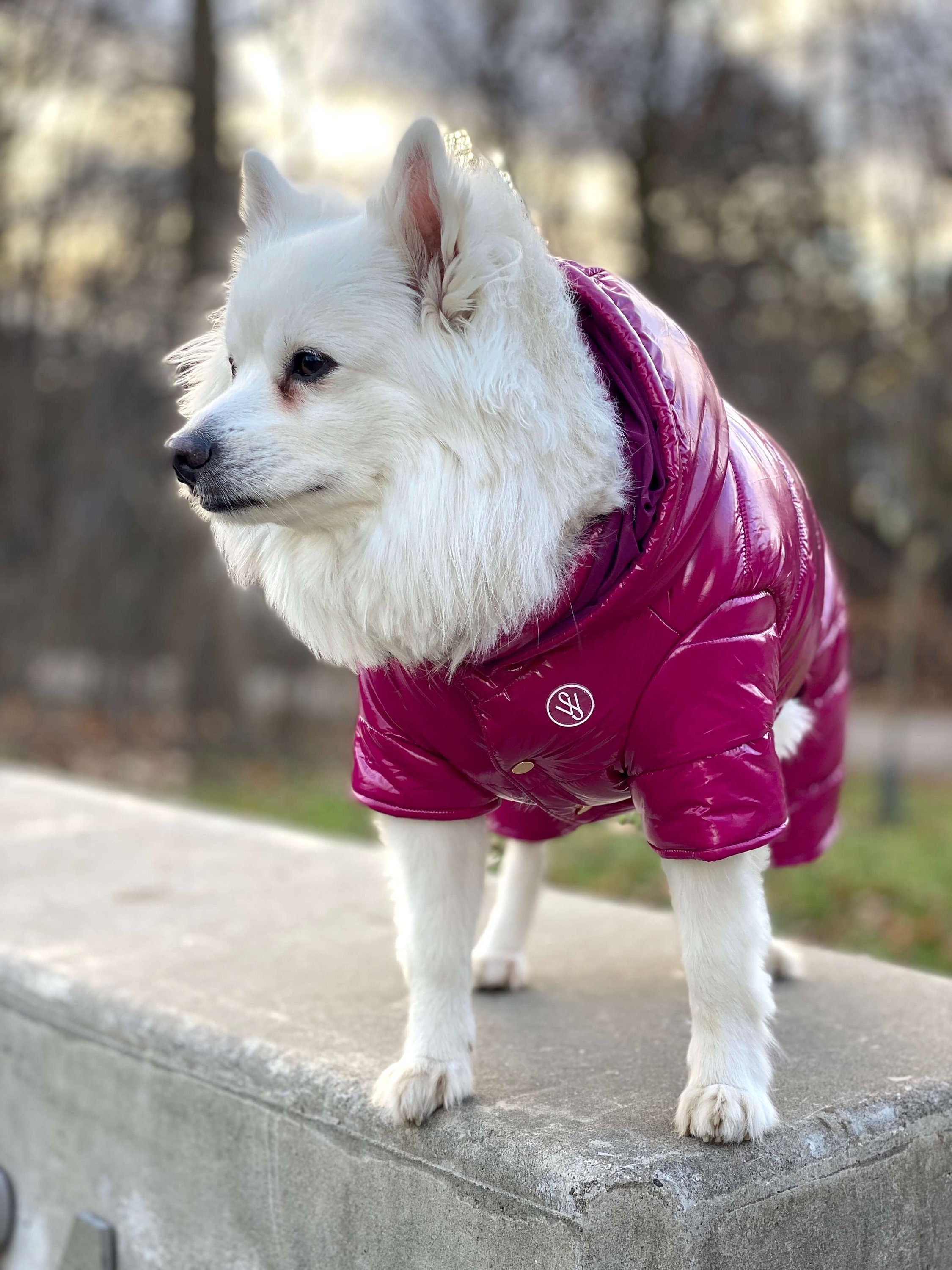 manteau chien moncler