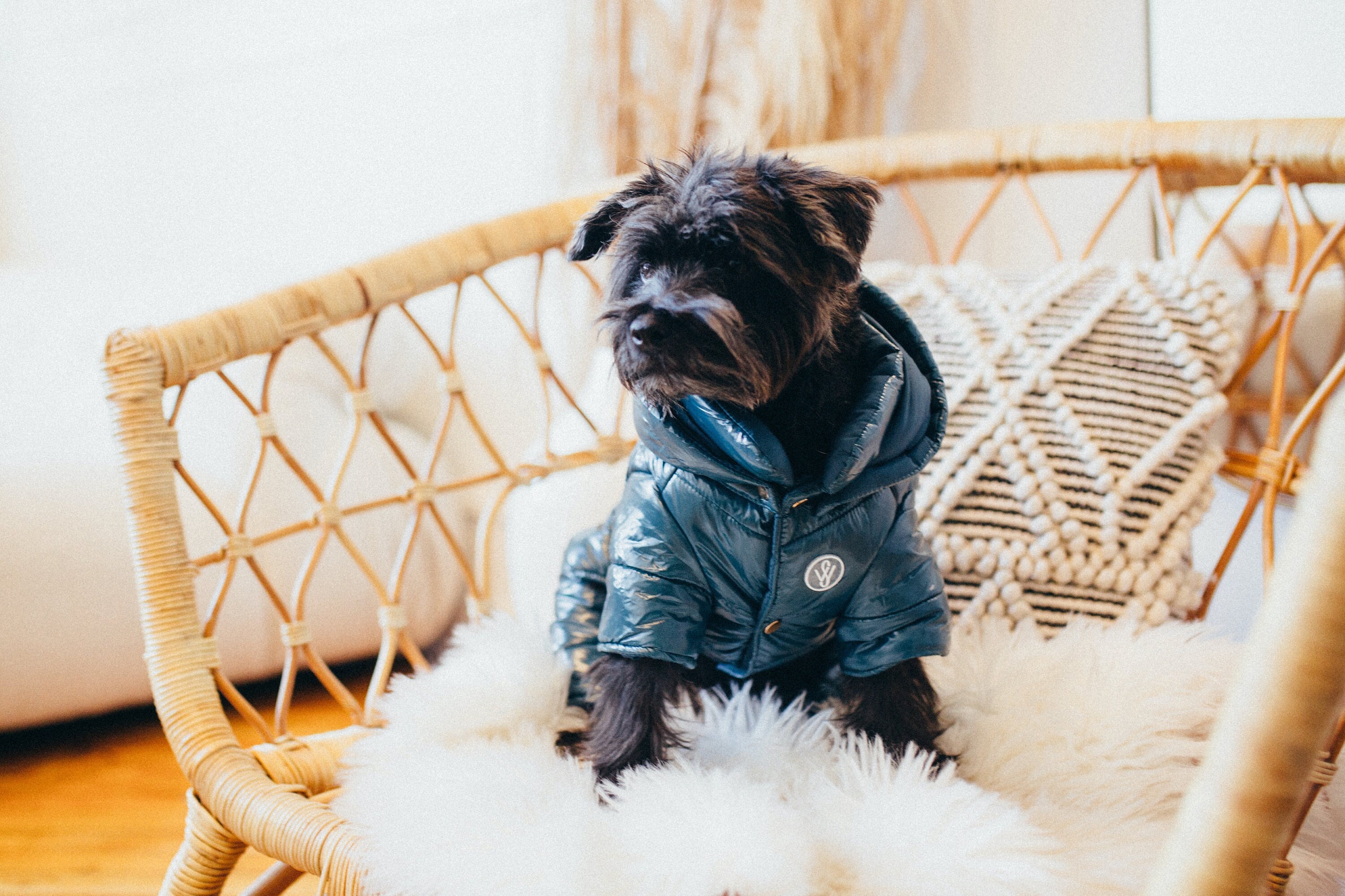 Dog Puffer Coat With Hood