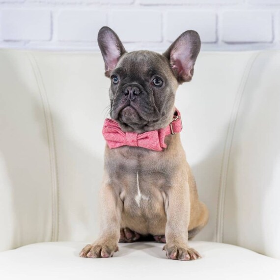 Dog bow tie collars for sale sale