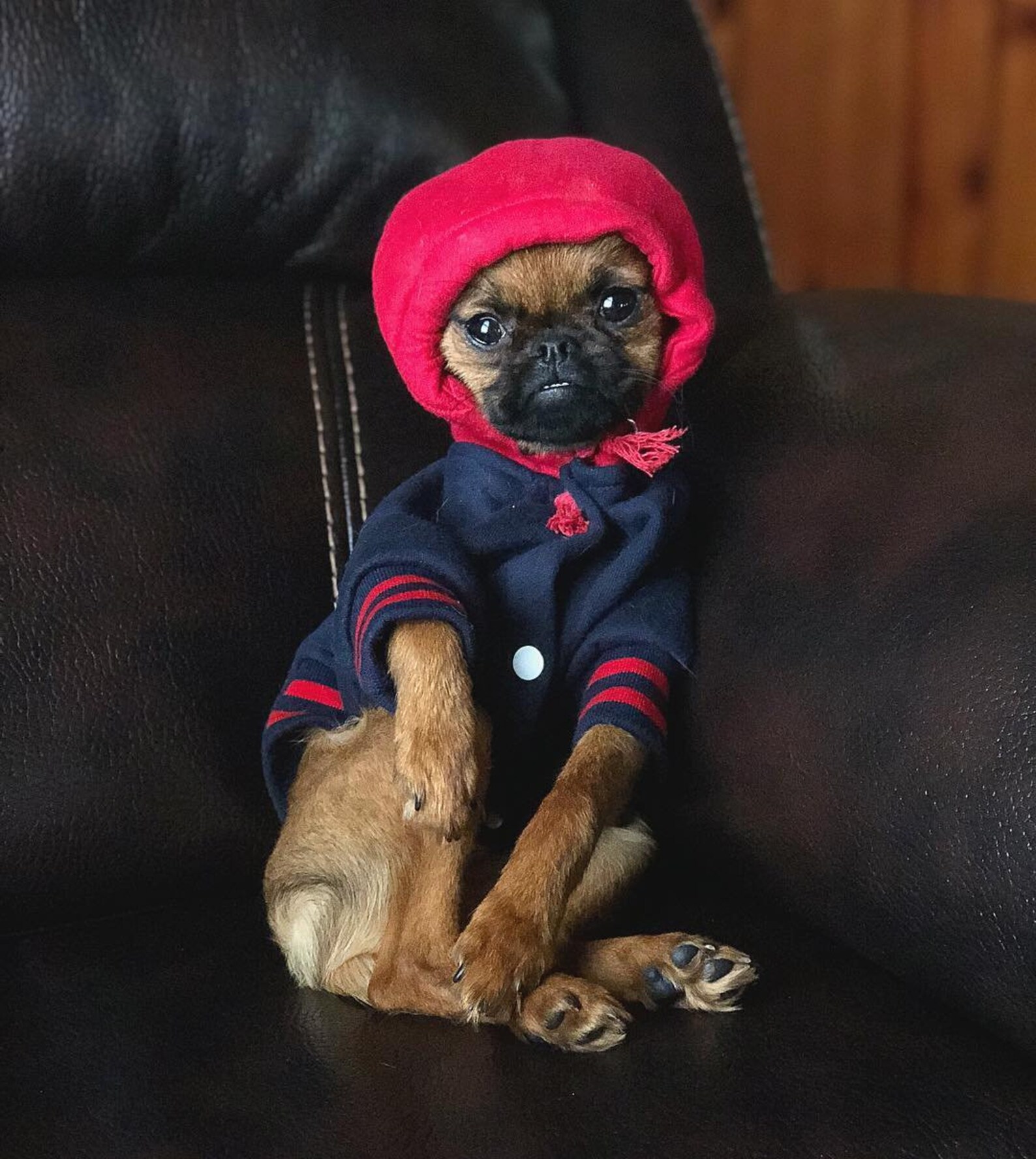 Dog Sweater Navy Blue Hoodie Sweater Etsy