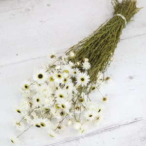 Mazzo di fiori secchi di Rhodanthe bianca / Margherite di carta / Composizioni floreali secche, Bouquet, Naturale, Decorazione per la casa