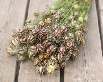 Nigella Pod Dried Flower Bunch | Dried Bouquet, Dried Flower Arrangements | Rustic, Natural, Home Decor