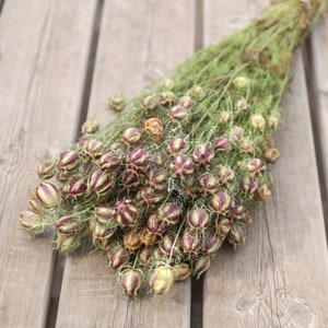 Nigella Pod Dried Flower Bunch | Dried Bouquet, Dried Flower Arrangements | Rustic, Natural, Home Decor