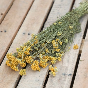 Yellow Dried Lonas Flower Bunch | Dried Bouquet, Dried Flower Arrangements, Natural, Home Decor