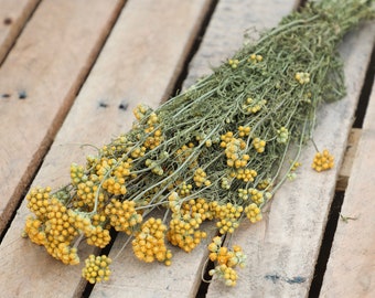 Bouquet de fleurs de lonas séchées jaunes | Bouquet séché, Compositions de fleurs séchées, Naturel, Décoration d'intérieur