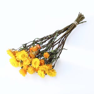 Heldergele gedroogde helichrysumbloemtros | Gele strobloemen | Gedroogde trossen, gedroogde bloemstukken, gedroogde bloemen, woondecoratie
