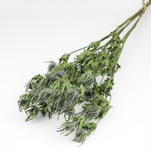May include: A bunch of dried thistle flowers with green stems and blue-grey flower heads.