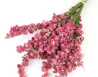 Zelda Glixia Marcela Fiori Secchi - Mazzo 50g Per Composizioni Floreali, Celeste
