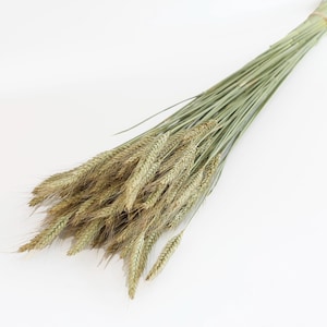 Könnte beinhalten: Ein Bündel getrockneter Weizenhalme mit langen, schlanken grünen Stielen und strukturierten, goldbraunen Ähren. Die Halme sind an einem Ende zusammengebunden und fächern sich zu einem Büschel aus natürlichem, getrocknetem Getreide auf.