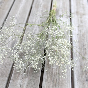 Dried Gypsophila Bunch