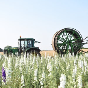 May include: A green tractor with a large reel of hose is driving through a field of white flowers.