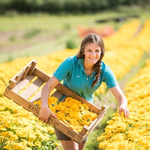 May include: A woman in a blue shirt and shorts is harvesting yellow flowers in a field. She is holding a wooden crate filled with the flowers. The crate has the text "WATSON'S LTD 1994" printed on it.