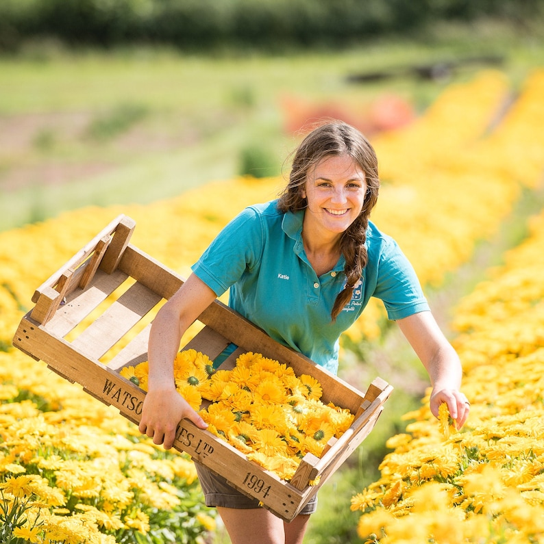 May include: A woman in a blue shirt and shorts is harvesting yellow flowers in a field. She is holding a wooden crate filled with the flowers. The crate has the text "WATSON'S LTD 1994" printed on it.