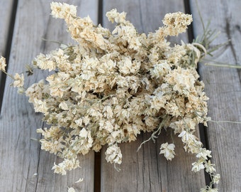 Ivory/Cream Dried Flower Bunch| Dried Flowers, Floral Arrangements | Florist, DIY, Create your Own Bouquet | White Dried Flowers