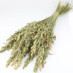 Natural Dried Oat Bunch | Shropshire Farm Cottagecore Decor