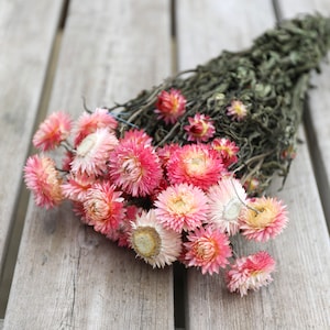 Pink Helichrysum Dried Flower Bunch | Pink Strawflowers | Dried Bunches, Dried Flower Arrangements, Dried Flowers, Home Decor