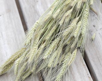 Dried Bearded Wheat Bunch | Dry Triticale Stems | Floral Arrangements | Dried Flowers | DIY Projects | Wreath Making