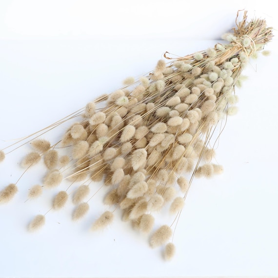 Natürlicher Lagurus Trockenblumenstrauß | 80-100 Stängel Hasenschwänzchen | Beige Boho Dekor | Trockengras Arrangements | Home Decor Blumen