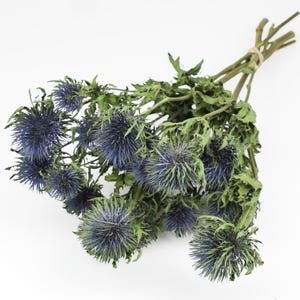 May include: A bouquet of dried thistle flowers with blue and green hues. The flowers are arranged in a cluster and have a prickly texture.