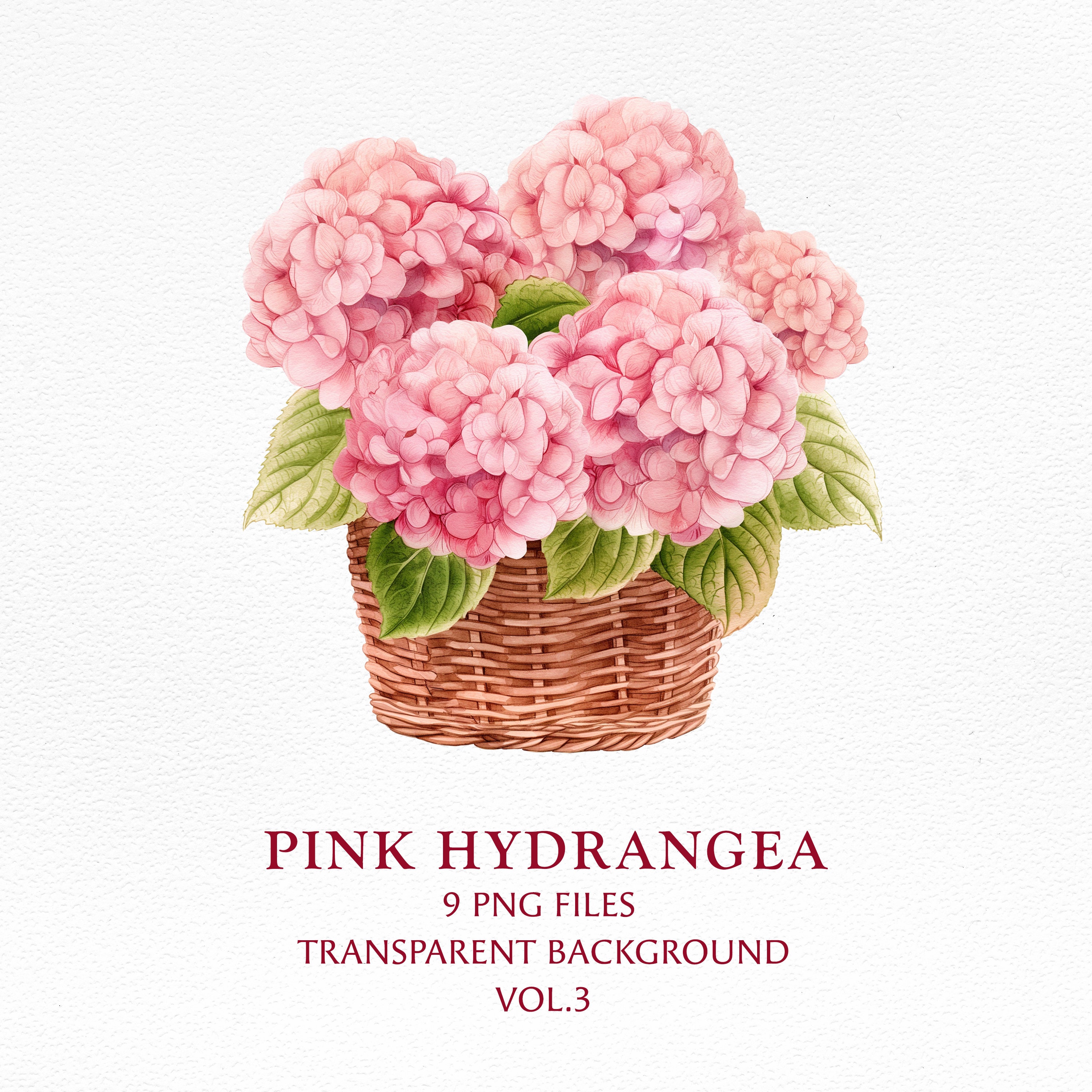 Hydrangea Flower Clipart-hydrangea in Vase Watercolor Illustration-pink ...