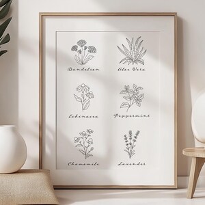 K&ouml;nnte beinhalten: Ein Schwarzwei&szlig;-Linienkunst-Druck von sechs verschiedenen Kr&auml;utern, darunter L&ouml;wenzahn, Aloe Vera, Echinacea, Pfefferminze, Kamille und Lavendel. Jedes Kraut ist mit seinem Namen beschriftet.