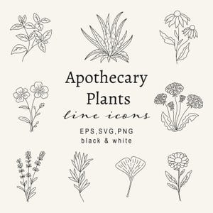 Icônes botaniques apothicairerie dessin au trait, plantes à base de plantes Clipart ensemble SVG, illustration de médecine naturelle, herbe numérique PNG, médecine alternative