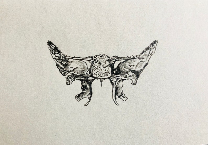 Human Skull Drawing Anatomical Drawing Anatomy Art Skull Etsy