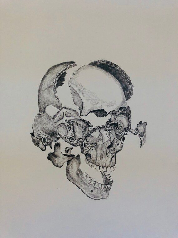 Rysunek Człowieka Czaszki Rysunek Anatomiczny Anatomia Sztuki Sztuki Czaszki Ludzkiej Czaszki Medycyna Sztuki Rysunek Strony Kości Rysunek