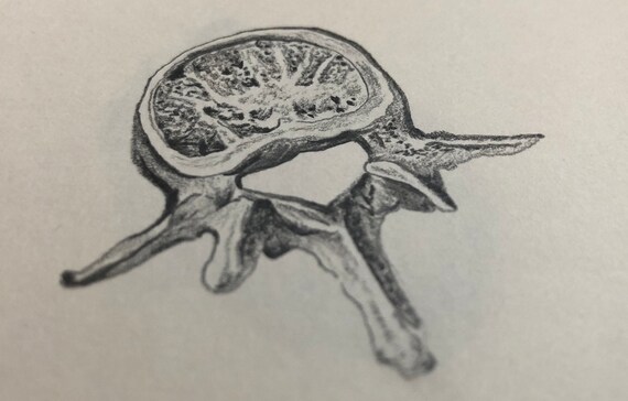 Rysunek Anatomiczny Rysunek Człowieka Kości Anatomia Sztuki Rysunek Medyczny Rysunek Szkielet Szkic Ołówkiem Rysunek Odręczny Szkic Ink