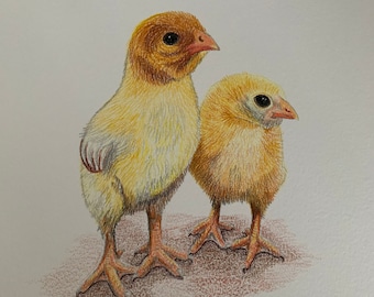 A4 Chick Original Coloured Pencil  Drawing, Farm Animal Artwork, Bird Lover Gift Idea, Chicken Lover Artwork, Fast Free Shipping