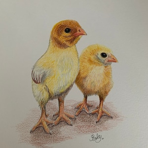 A4 Chick Original Coloured Pencil Drawing, Farm Animal Artwork, Bird Lover Gift Idea, Chicken Lover Artwork, Fast Free Shipping image 1
