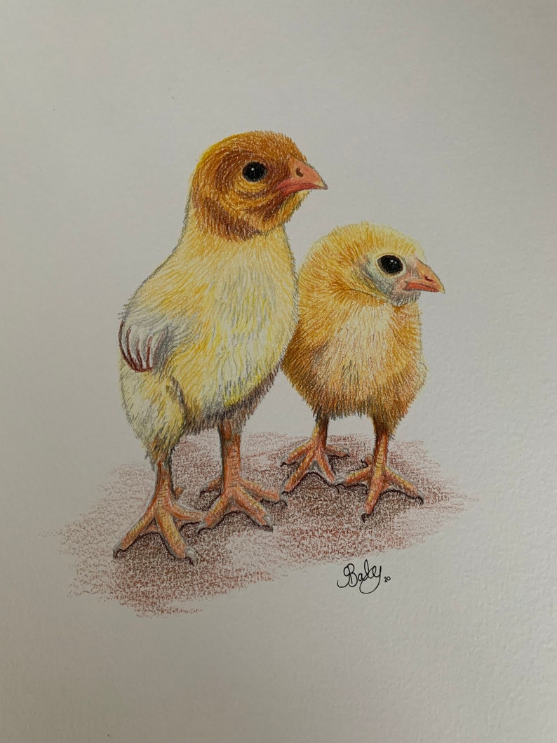 A4 Chick Original Coloured Pencil Drawing, Farm Animal Artwork, Bird Lover Gift Idea, Chicken Lover Artwork, Fast Free Shipping image 1