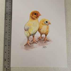 A4 Chick Original Coloured Pencil Drawing, Farm Animal Artwork, Bird Lover Gift Idea, Chicken Lover Artwork, Fast Free Shipping image 4